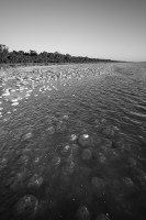 submerged_thrombolite_lake_clifton