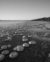 thrombolite_reef_lake_clifton