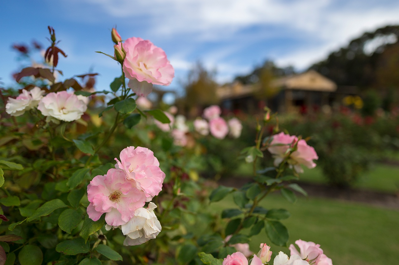 rose_garden_laurence_winery