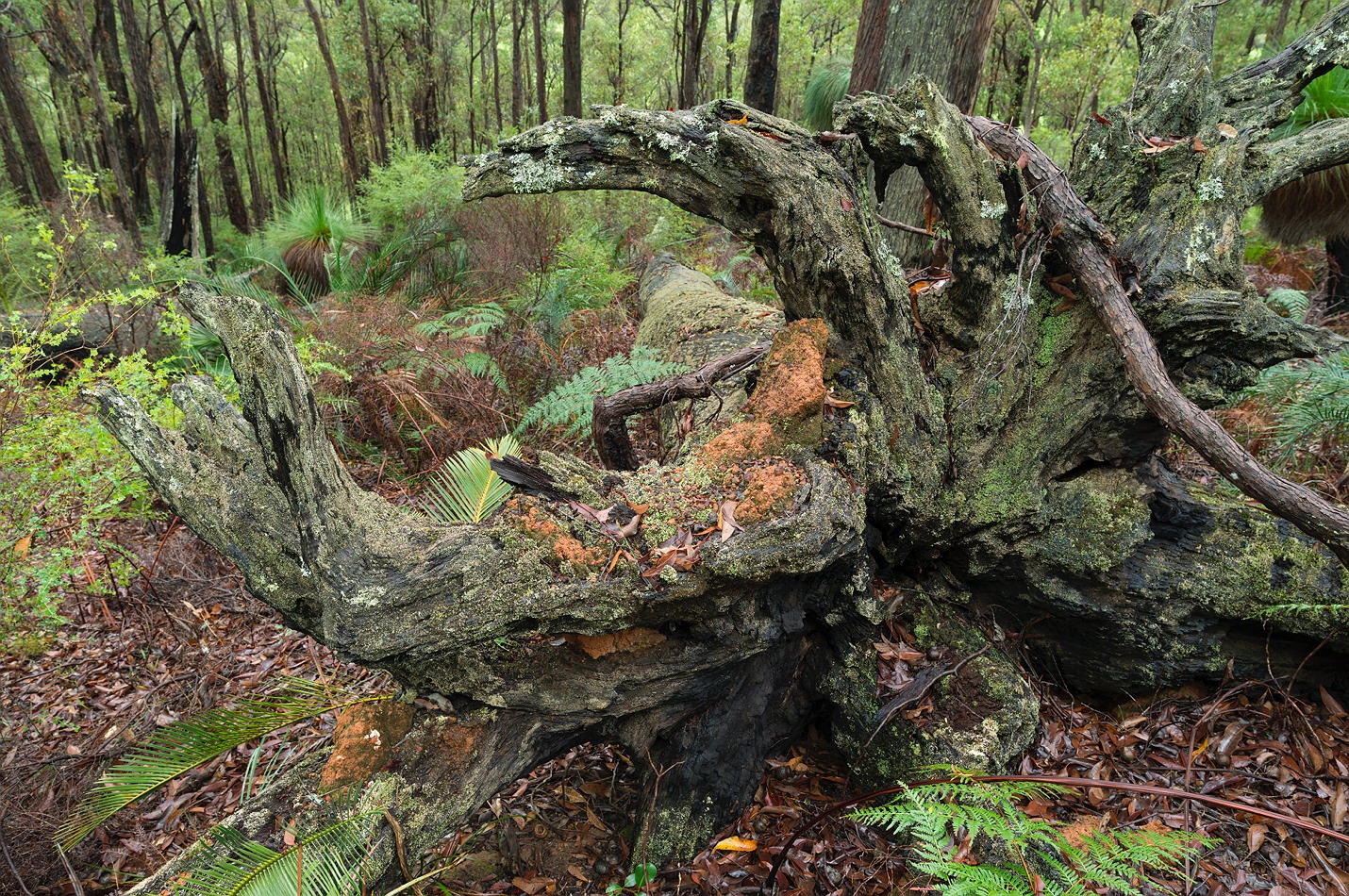 Lake Navarino lake_navarino_grass_trees_08