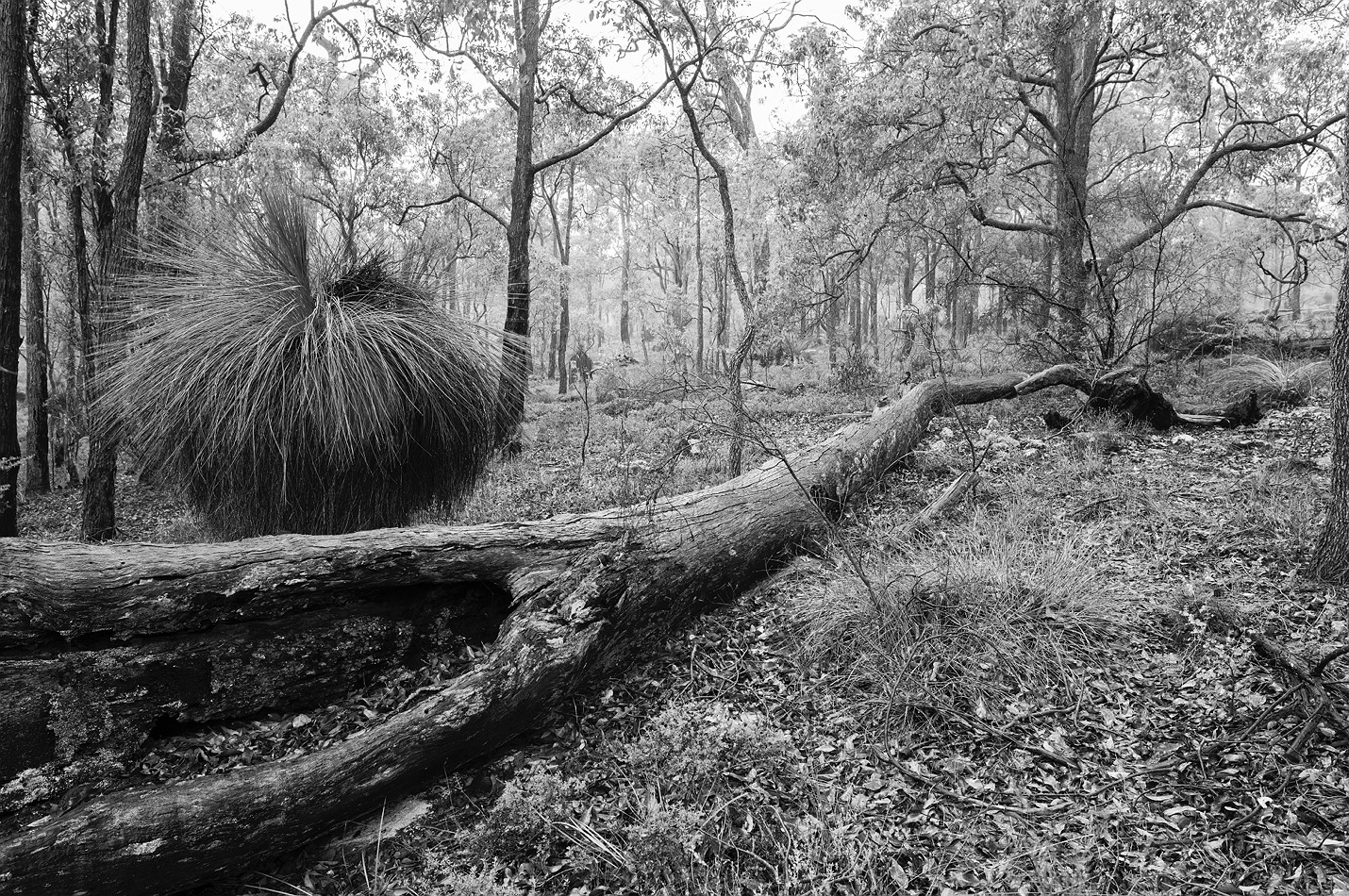 Lake Navarino lake_navarino_grass_trees_10