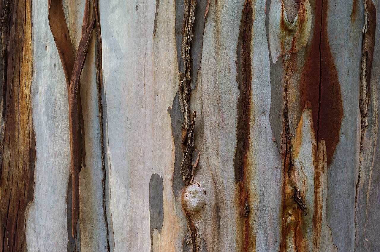 balingup-wa-tree-park-2