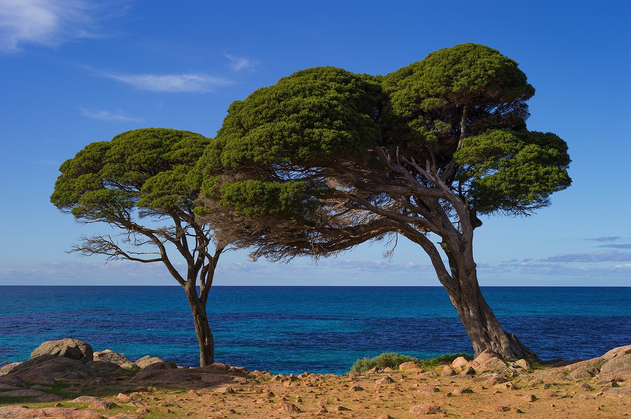 bunker-bay-trees
