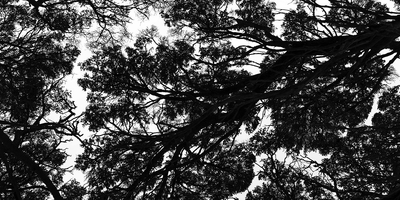 silhouette-trees-leaves
