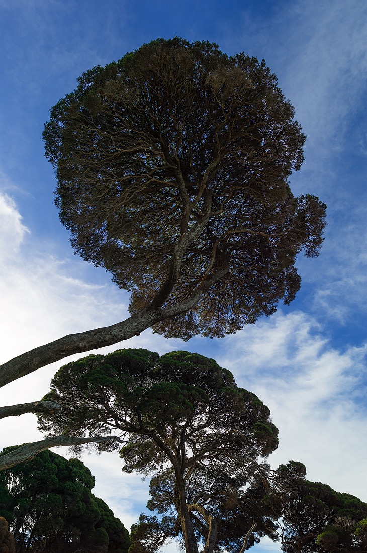 tree-silhouette-bunker-bay