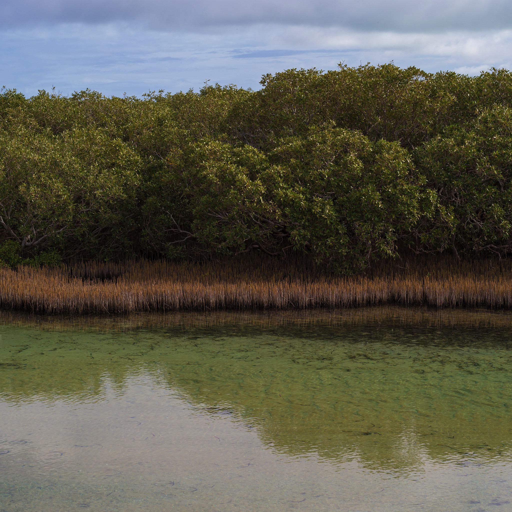 mangroves-little-lagoon-shark-bay-2