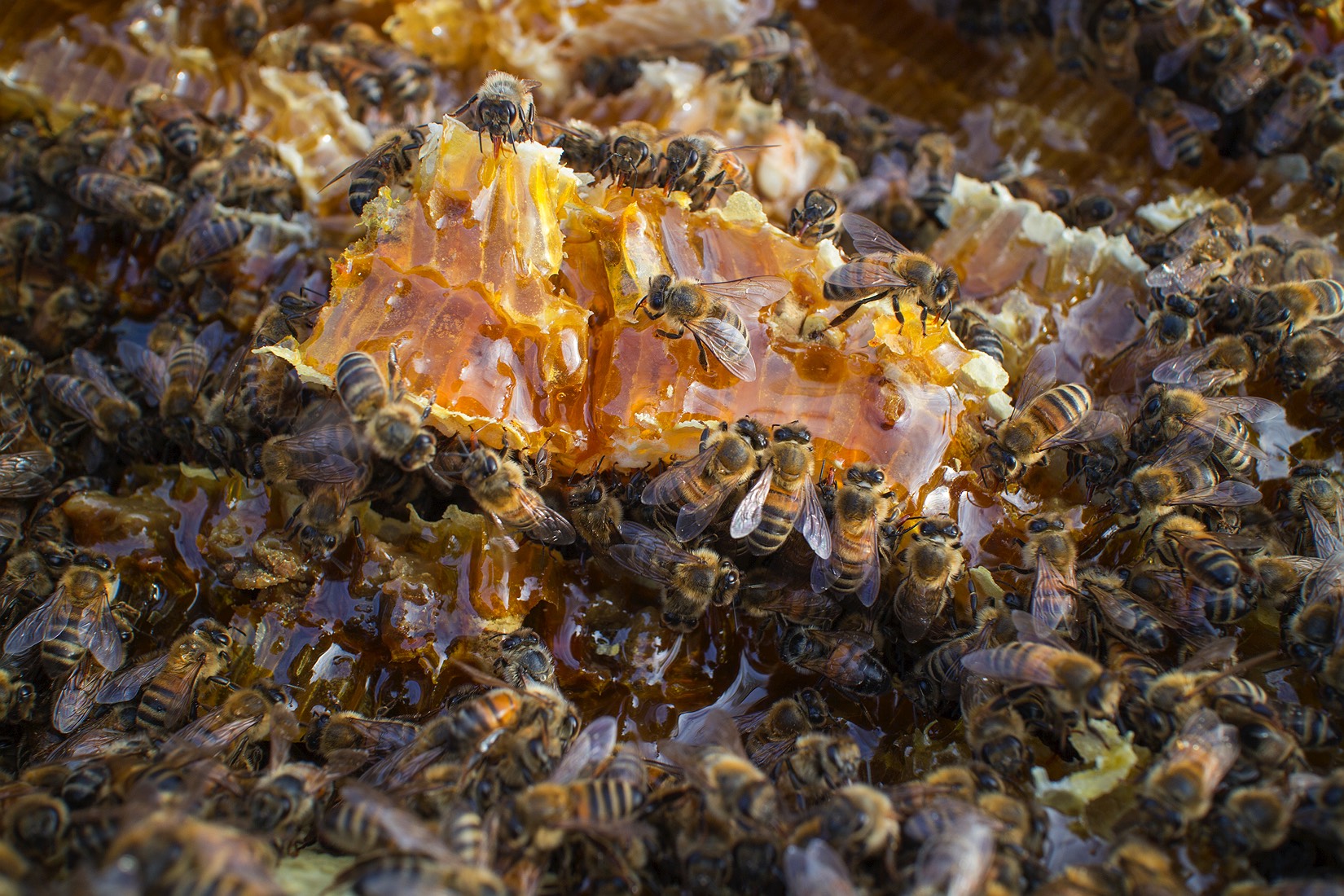 3_bee-hive-in-possum-box