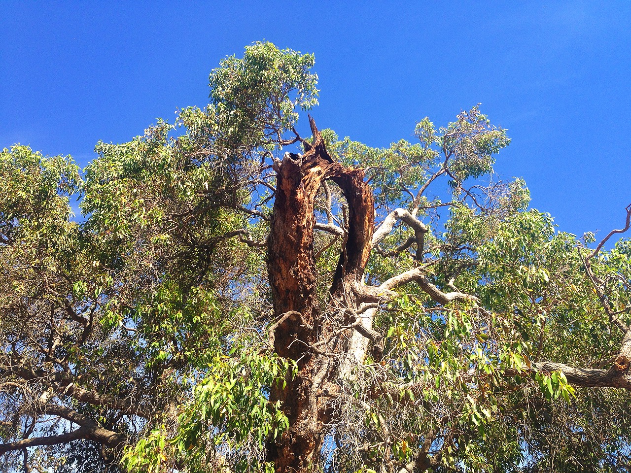 2-beehive-in-tree