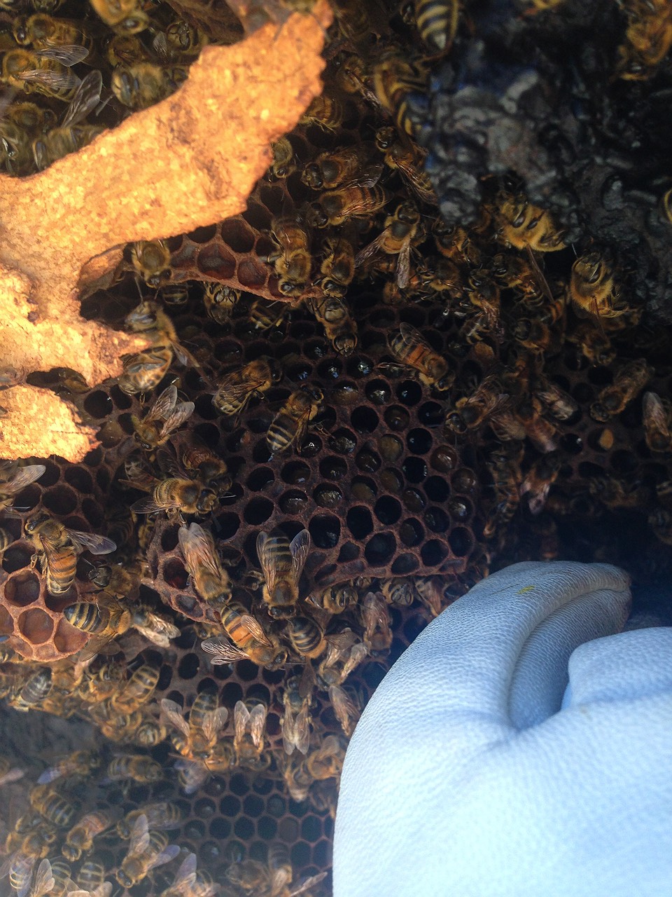 5-beehive-in-tree