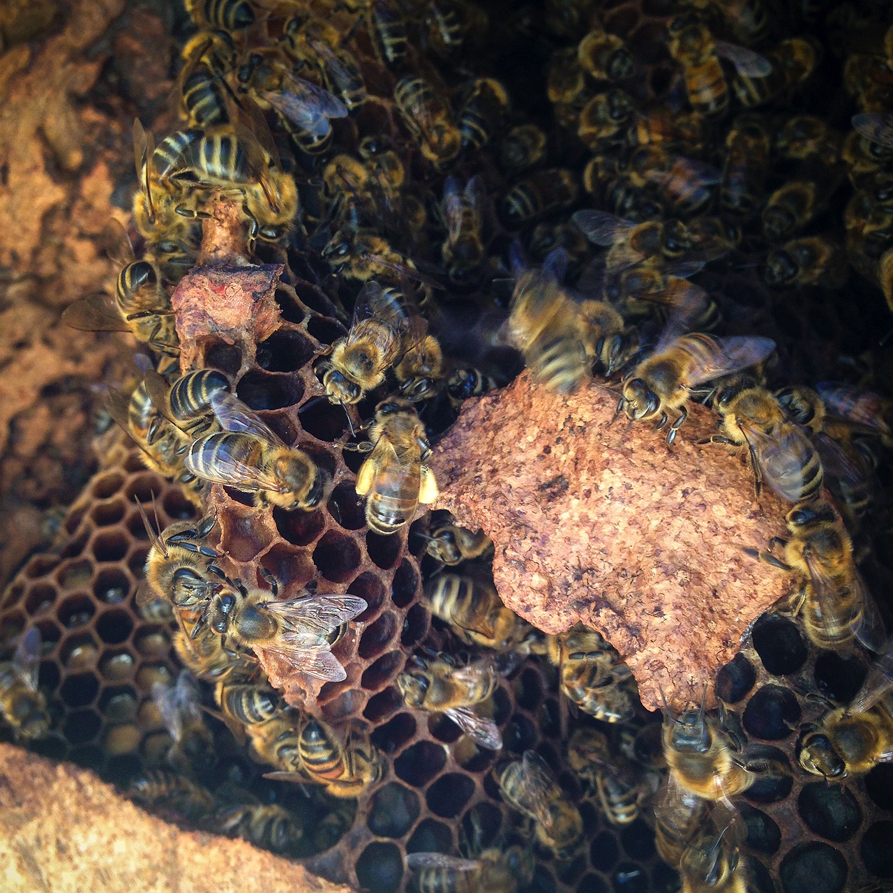 6-beehive-in-tree