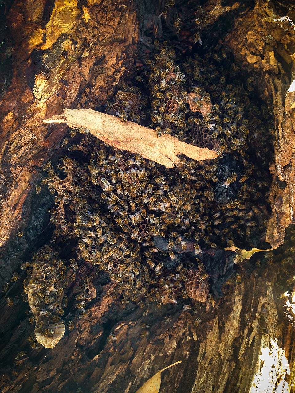 7-beehive-in-tree