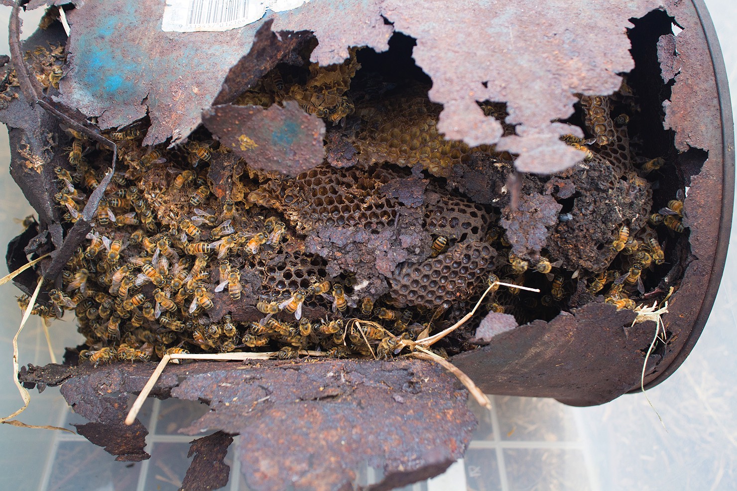 beehive-in-jerrycan