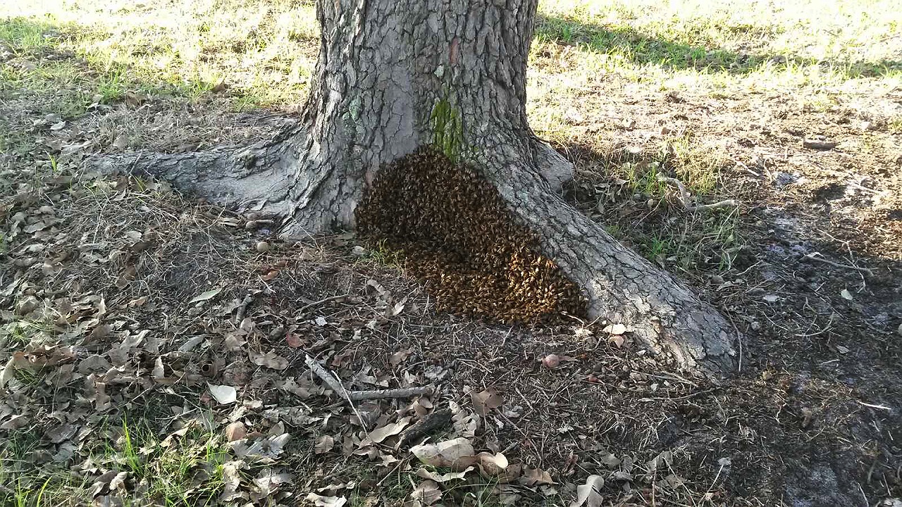 Giving a swarm of bees a home
