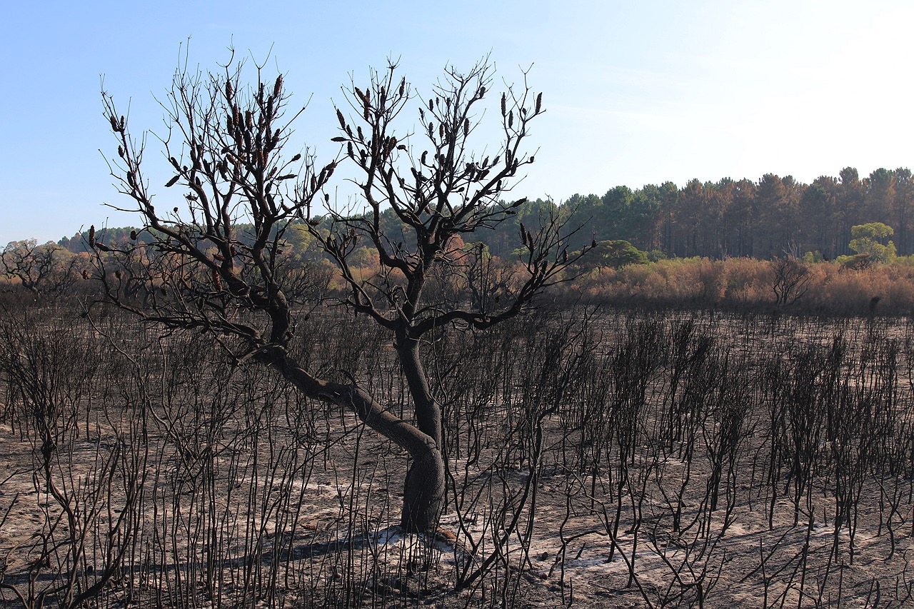 waroona-bushfire-aftermath-5