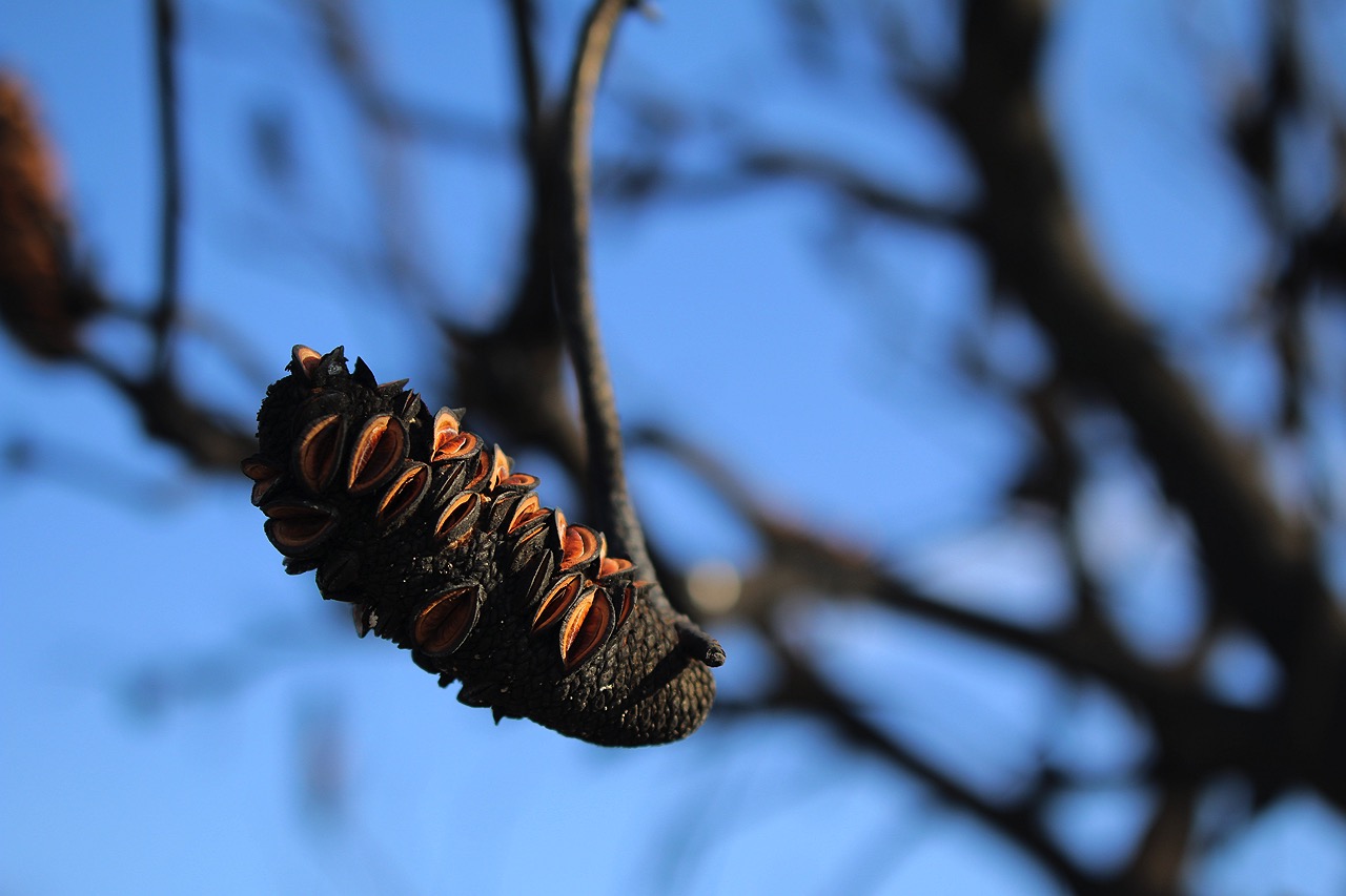 waroona-bushfire-aftermath-6