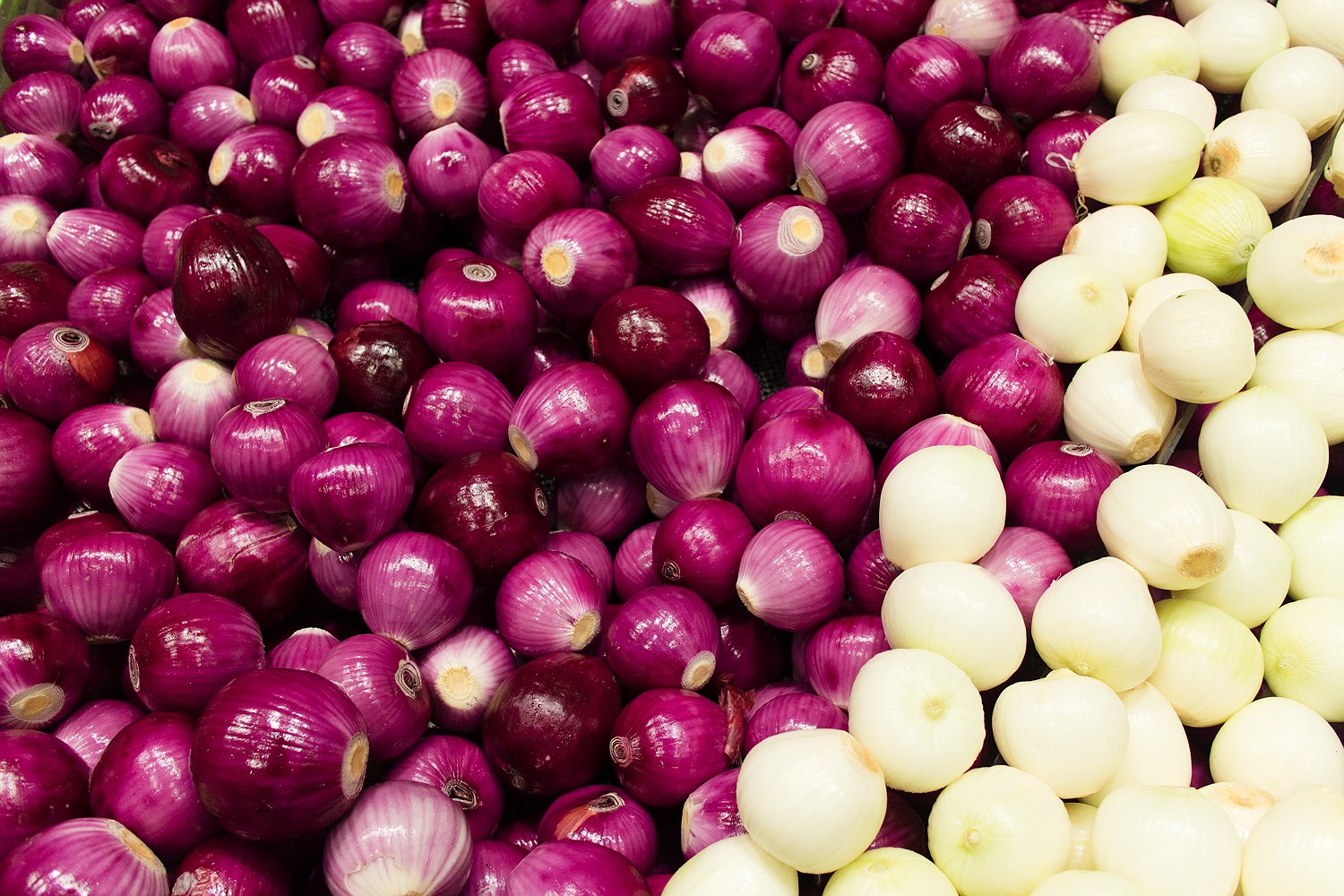 11_bunbury-farmers-market-rob-dose-onion