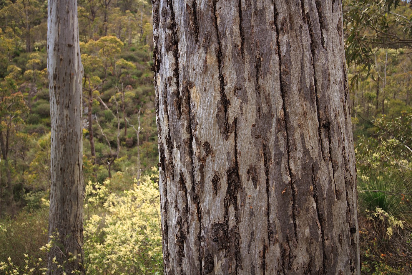 tree-trunks