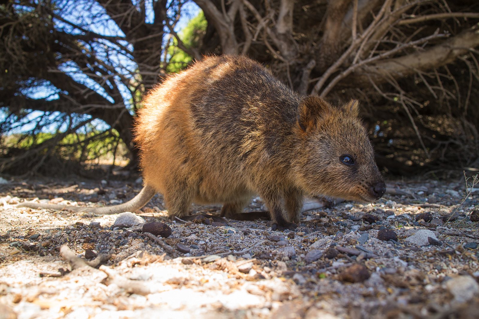 quokka-rottnest-island