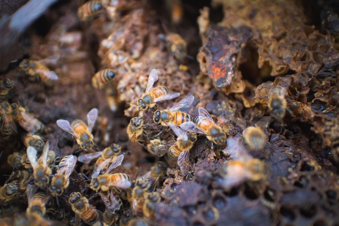 Bees in a rusty jerrycan – Rob Dose, Landscape and Portrait photography ...